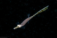 Fistularia commersonii (Bluespotted Cornetfish)