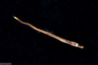Syngnathidae sp.1 (Larval Pipefish)