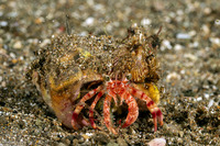Dardanus impressus (Warty-Leg Hermit Crab)