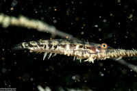 Bryaninops tigris (Black Coral Goby)