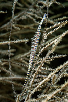 Tozeuma armatum (Banded Tozeuma Shrimp)