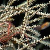 Bryaninops tigris (Black Coral Goby)