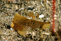 Ablabys taenianotus (Cockatoo Waspfish)