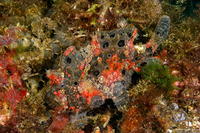 Antennarius pictus (Painted Frogfish)