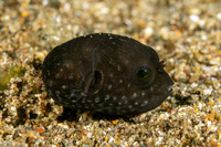 Arothron hispidus (White-Spotted Puffer)