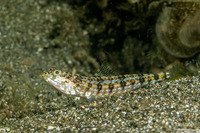 Synodus dermatogenys (Clearfin Lizardfish)