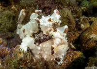 Antennarius maculatus (Warty Frogfish)