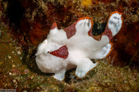 Antennarius maculatus (Warty Frogfish)