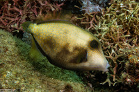 Cantherhines pardalis (Wirenet Filefish)