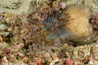 Sabellastarte sp.1 (Feather Duster Worm)