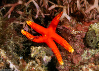 Fromia pacifica (Pacific Sea Star)