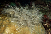 Astroboa nuda (Giant Basket Star)