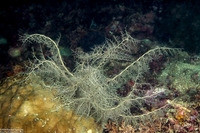 Astroboa nuda (Giant Basket Star)