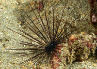 Diadema setosum (Black Longspine Sea Urchin)