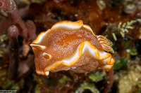 Glossodoris rufomarginata (White-Margin Nudibranch)