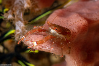 Galathea tanegashimae (Pink Squat Lobster)