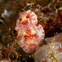 Goniobranchus sp.2 (Humpback Sea Slug)