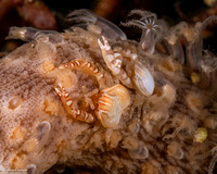 Porcellanella triloba (Three-Lobed Porcelain Crab)