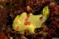 Antennarius maculatus (Warty Frogfish)