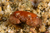 Platypodia semigranosa (Semigranous Round Crab)