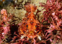 Scorpaenopsis venosa (Raggy Scorpionfish)