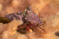 Pylopaguropsis fimbriata (Tasseled Hermit Crab)