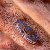 Aliaporcellana spongicola (Porcelain Crab)