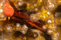 Alpheus lottini (Coral Snapping Shrimp)