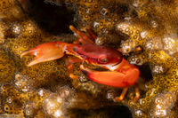 Trapezia cymodoce (Red-Dotted Guard Crab)