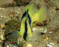 Diploprion bifasciatum (Doublebanded Soapfish)