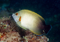 Centropyge vroliki (Pearl-Scaled Angelfish)