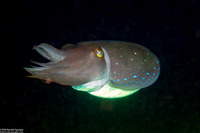 Sepia latimanus (Broadclub Cuttlefish)