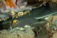 Taeniura lymma (Blue-Spotted Ribbontail Ray)