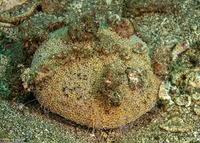 Toxopneustes pileolus (Flower Urchin)