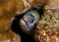 Gymnothorax enigmaticus (Enigmatic Moray)