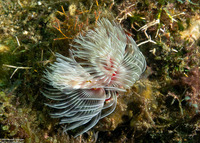 Protula bispiralis (Red Fan Worm)