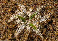 Megalactis hemprichii (Bali Fire Anemone)