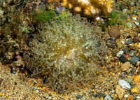 Boloceroides mcmurrichi (Swimming Anemone)