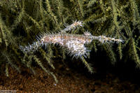 Solenostomus paradoxus (Ornate Ghost Pipefish)