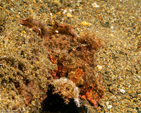 Scorpaenopsis venosa (Raggy Scorpionfish)