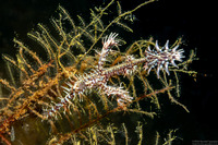 Solenostomus paradoxus (Ornate Ghost Pipefish)