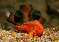 Antennarius pictus (Painted Frogfish)