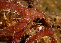 Class Pycnogonida (Sea Spider)