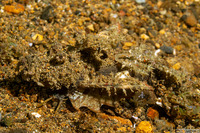 Inimicus didactylus (Spiny Devilfish)