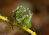 Phycocaris sp.2 (Green Hairy Shrimp)