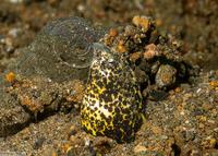 Callechelys marmorata (Marbled Snake Eel)