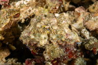 Calappa gallus (Rough Box Crab)