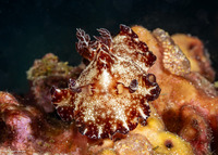 Discodoris boholiensis (Bohol Discodoris)