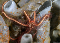 Ophiothrix purpurea (Dark Red-Spined Brittle Star)