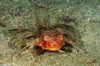 Dactyloptena orientalis (Helmut Gurnard)